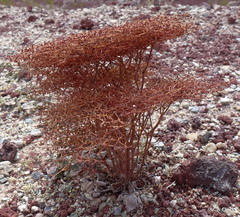 Eriogonum rixfordii