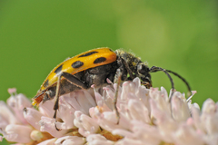 Brachyta interrogationis