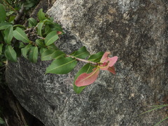 Ochna lanceolata