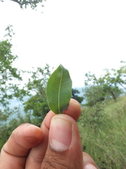 Ochna lanceolata