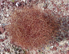 Eriogonum rixfordii
