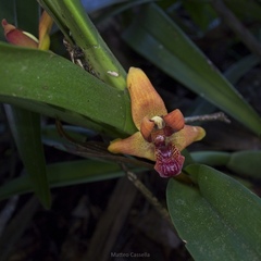 Maxillaria elatior