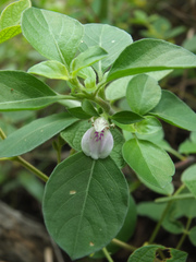 Justicia tranquebariensis
