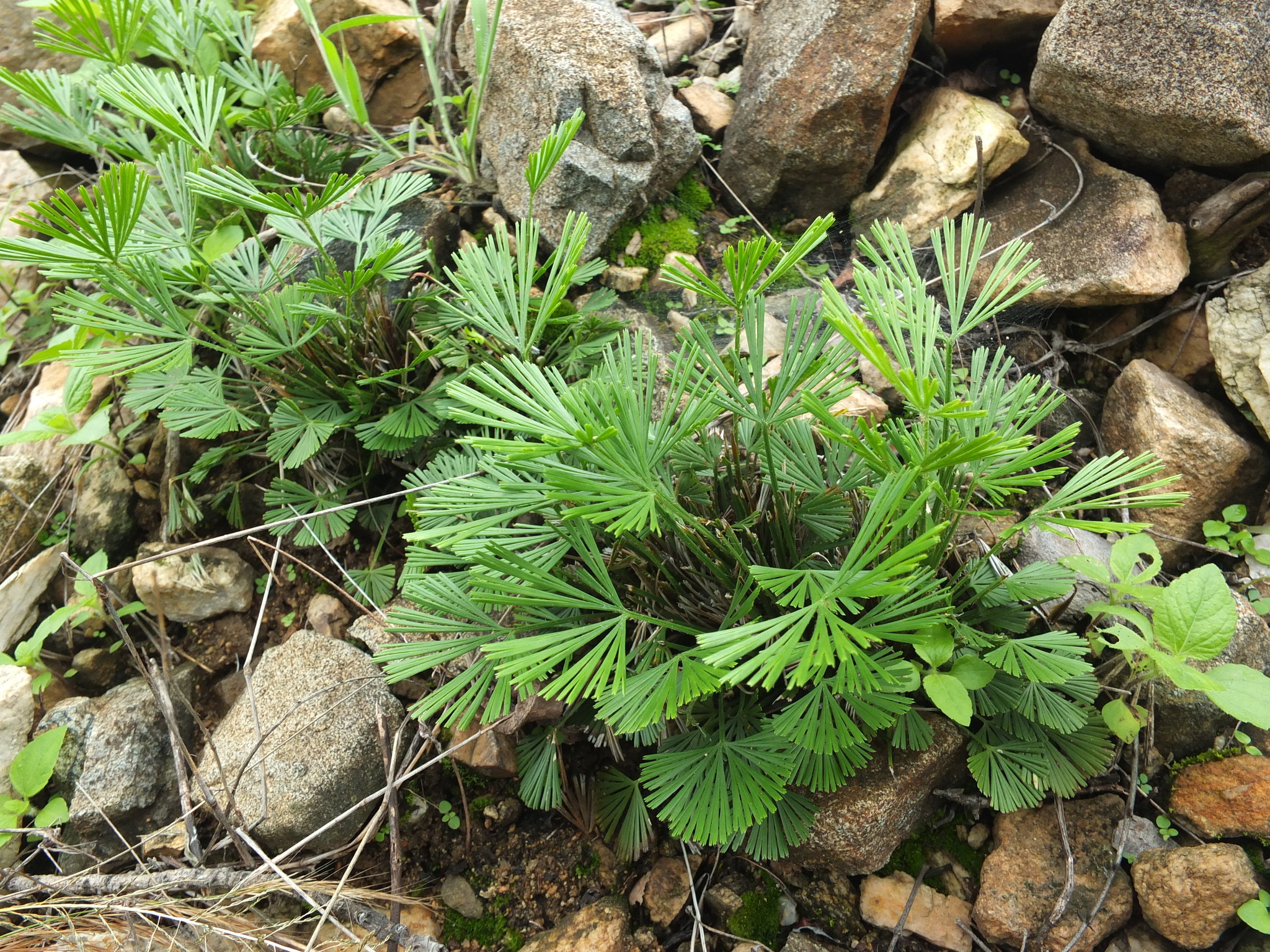 Actiniopteris australis