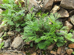 Actiniopteris radiata