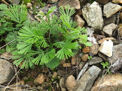 Actiniopteris radiata