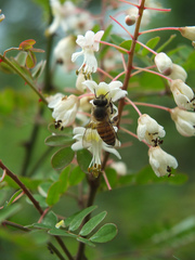 Pterolobium hexapetalum