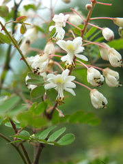 Pterolobium hexapetalum