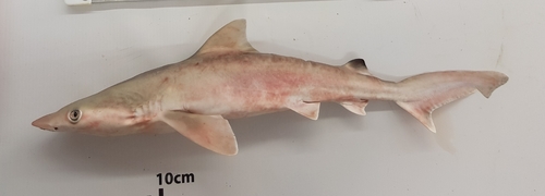 Whitecheek shark (Carcharhinus dussumieri) — Carcharhinidae — 2