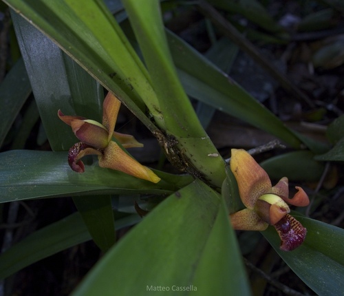 Maxillaria elatior, photograph 1