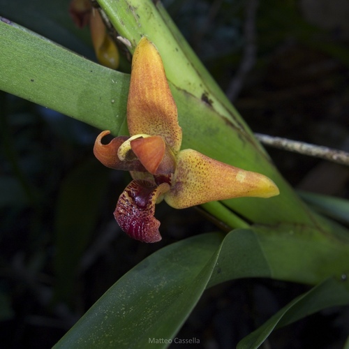 Maxillaria elatior, photograph 2