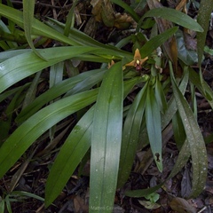 Maxillaria elatior, photograph (c) Matteo Cassella, some rights reserved (CC BY-SA)
