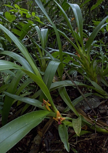 Maxillaria elatior, photograph 4