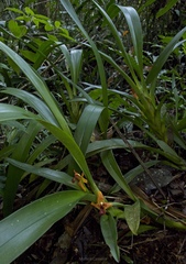 Maxillaria elatior, photograph (c) Matteo Cassella, some rights reserved (CC BY-SA)