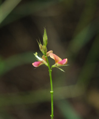 Alysicarpus ovalifolius