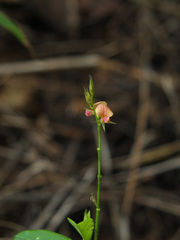 Alysicarpus ovalifolius