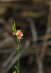 Alysicarpus ovalifolius