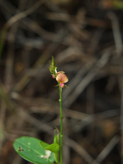 Alysicarpus ovalifolius