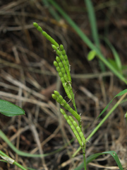 Alysicarpus ovalifolius