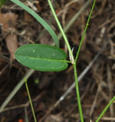 Alysicarpus ovalifolius