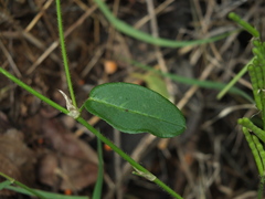 Alysicarpus ovalifolius