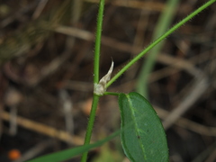Alysicarpus ovalifolius