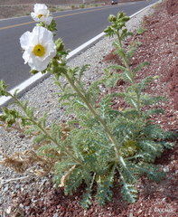 Argemone corymbosa