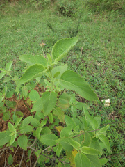 Orthosiphon thymiflorus