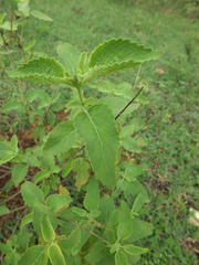 Orthosiphon thymiflorus