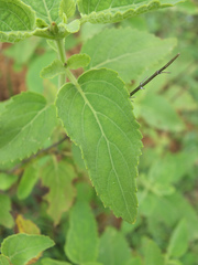 Orthosiphon thymiflorus