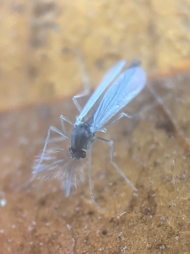 Unknown species found near Wilburton, Bellevue, WA, US