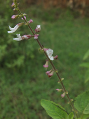 Orthosiphon thymiflorus