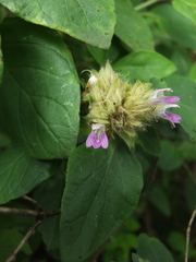 Lepidagathis scariosa