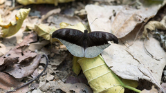 Tanaecia cocytus