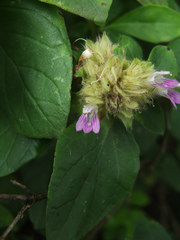 Lepidagathis scariosa