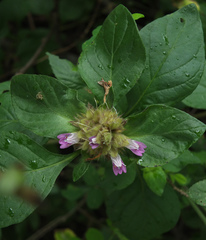 Lepidagathis scariosa