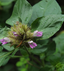 Lepidagathis scariosa