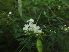 Cardiospermum corindum