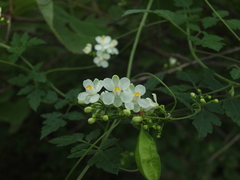 Cardiospermum corindum