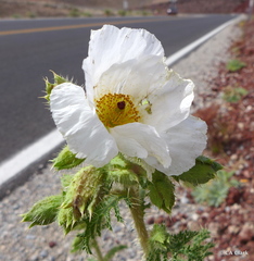 Argemone corymbosa