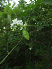 Cardiospermum corindum