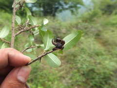 Ochna lanceolata