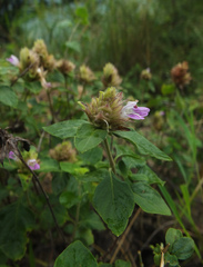 Lepidagathis scariosa