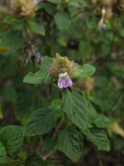 Lepidagathis scariosa