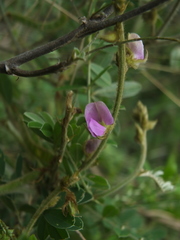 Tephrosia villosa