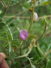 Tephrosia villosa