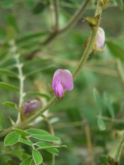 Tephrosia villosa