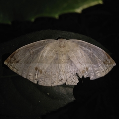 Cyclidia substigmaria