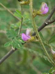 Tephrosia villosa