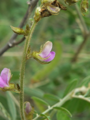 Tephrosia villosa